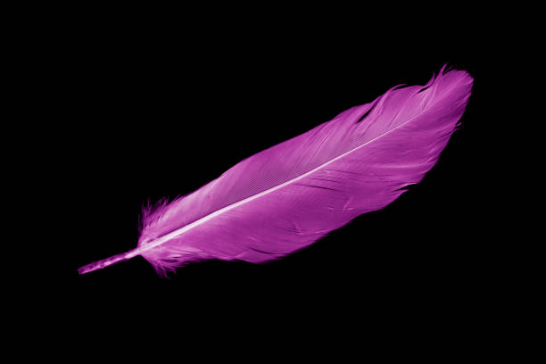 istock violet feather goose on a black isolated background 1410309055