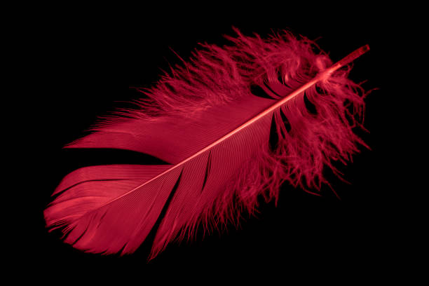 istock a red goose feather on a black isolated background 1410309064