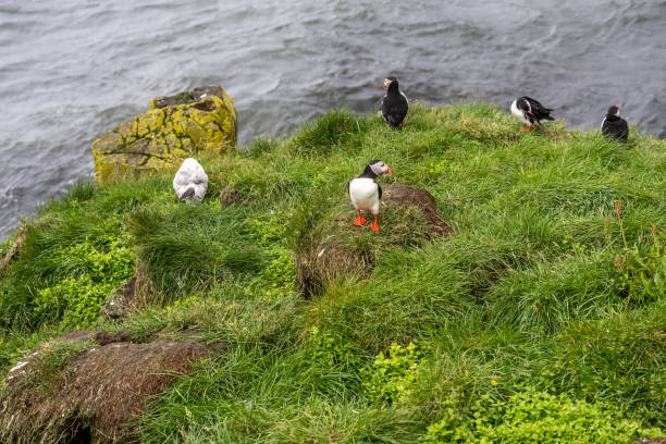 istock Icelandic puffin and seagull 1410309080