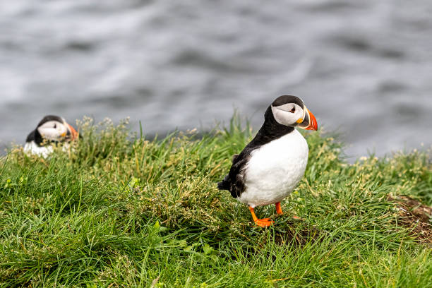 istock Icelandic puffin and seagull 1410309095