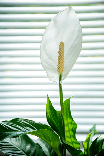 Peace Lily House plant  (Spathiphyllum) against a bright window with the house plant flower back lit from the window