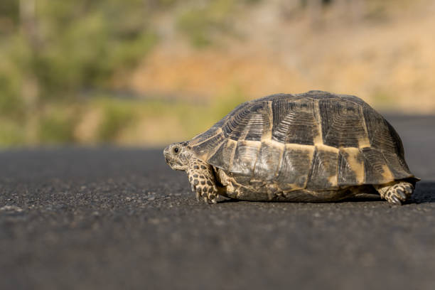 istock A small land turtle crosses the road. 1410309308