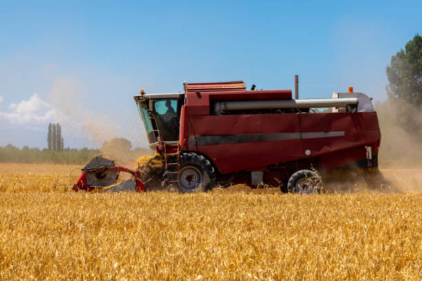 istock Combine Harvester Harvesting Wheat In Agricultural Field 1410310470