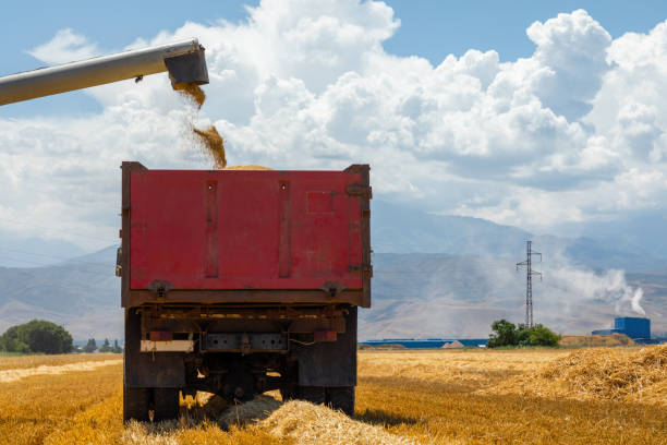 istock Combine Harvester Unloading Wheat Grain Into The Truck 1410311757