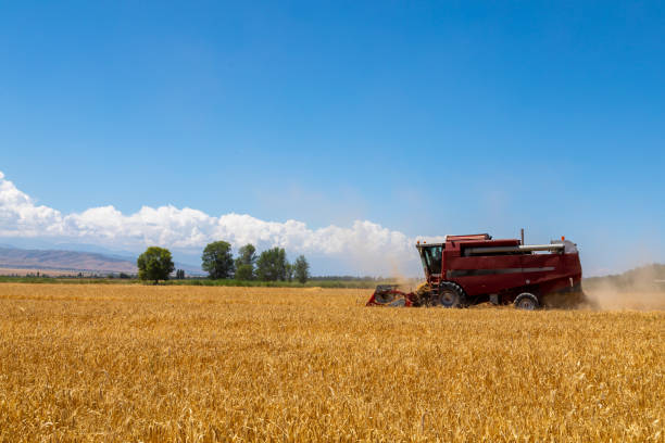 istock Combine Harvester Harvesting Wheat In Agricultural Field 1410312090