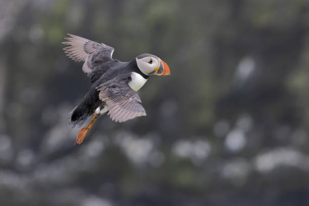 istock An iconic wild seabird, the  Atlantic Puffin (Fratercula arctica) 1410313799
