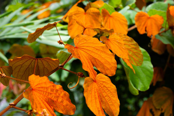 istock Bauhinia aureifolia or gold leaf bauhinia 1410315026