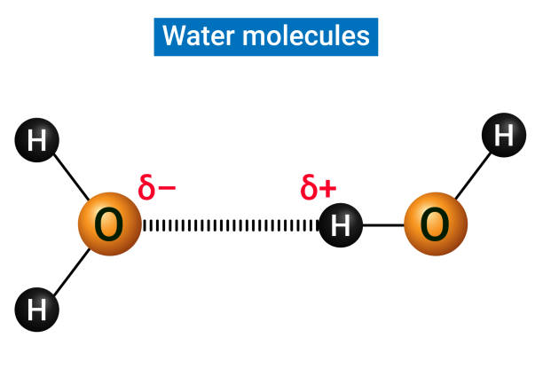ilustrações, clipart, desenhos animados e ícones de moléculas de água unidas por uma ligação de hidrogênio - hydrogen bond
