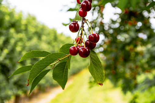Ripe cherries hanging on a cherry tree branch against green background. Fruits growing in organic cherry orchard