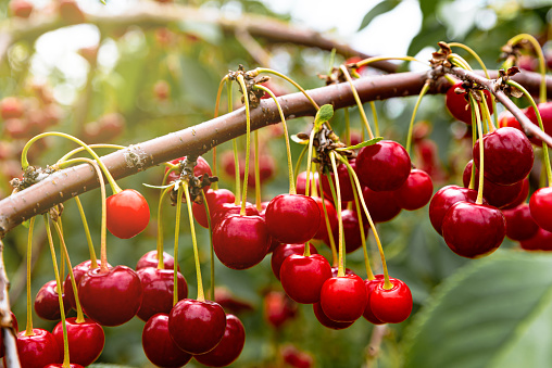Ripe cherries hanging on a cherry tree branch. Sunrays on fruits growing in organic cherry orchard on a sunny day