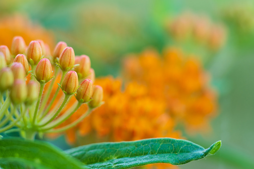 Orange butterfly weed (asclepias tuberosa) flower close-up, which attracts monarch butterflies.