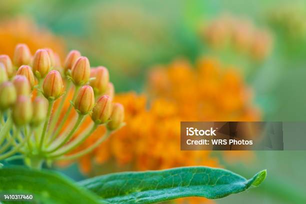 Orange Butterfly Weed Flower Closeup Stock Photo - Download Image Now - Macrophotography, Flower, Milkweed