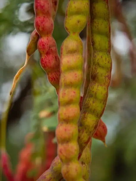 Close up of red and green mesquite pods.
