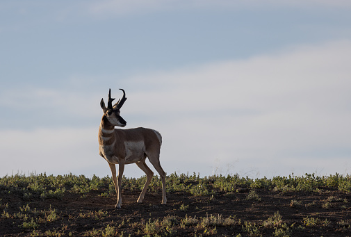 a nice pronghorn antelope buck in Wyoming in summer