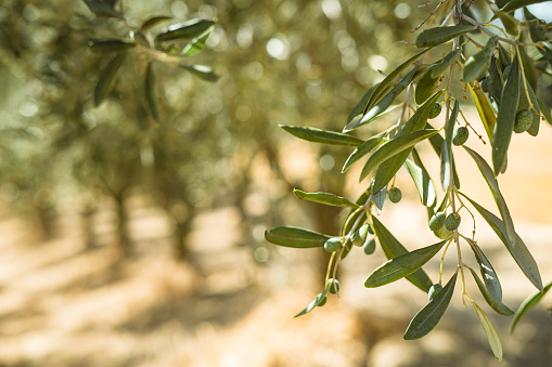 Sunrise on olive trees field in Provence - France