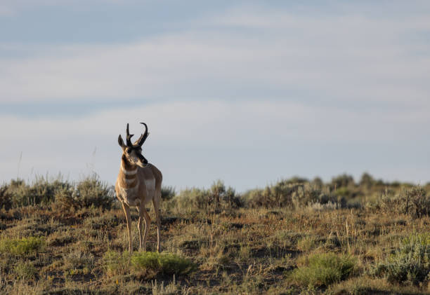 istock Pronghorn Antelope Buck in Wyoming 1410318119