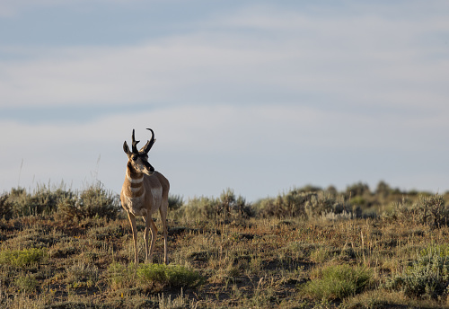 a nice pronghorn antelope buck in Wyoming in summer