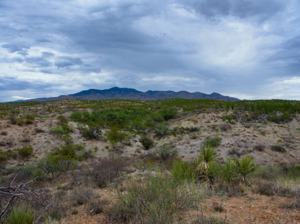 istock Sonoran Desert - Landscape 1410318212