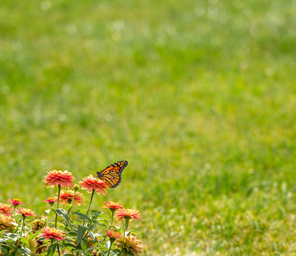 Monarch butterfly feasting on zinnia flower nectar