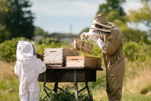 A family trying their hand at beekeeping work on hive maintenance, ensuring their bees are healthy and the honey production is good.  A helpful addition of pollinators for hobby farmers.