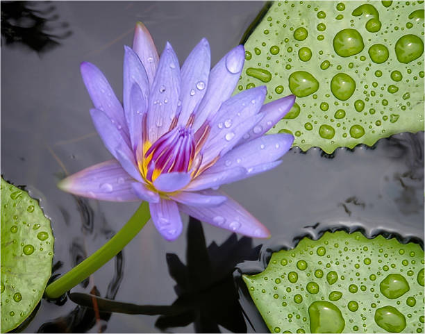 nénuphar violet avec des gouttes d’eau sur des feuilles vertes dans un étang de nénuphars - pond water lily water drop photos et images de collection