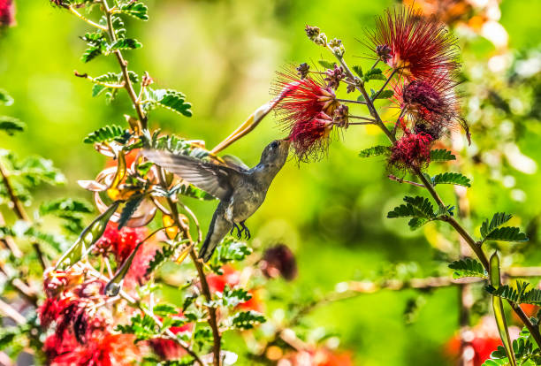 anna's hummingbird female botanical garden tucson arizona - bird hummingbird flying annas hummingbird imagens e fotografias de stock