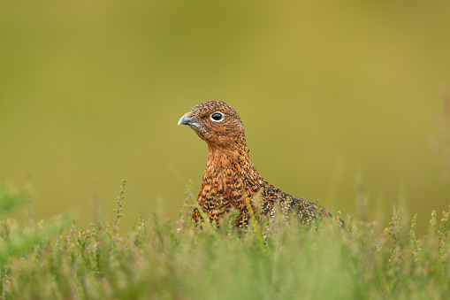 Close up of a young Red Grouse male, facing left and sat in natural moorland habitat of heather and grasses.  Scientific name: Lagopus lagopus.  Clean background. Swaledale, Yorkshire Dales. Copy space.