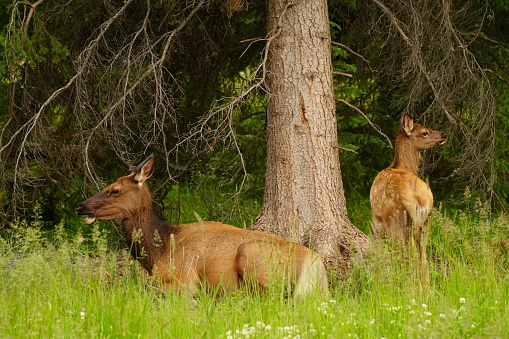 Deer in parkland in Toronto