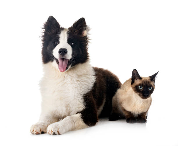 istock young Yakutian Laika and cat 1410323735