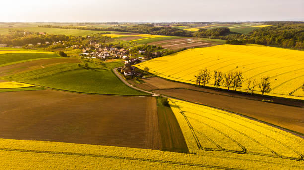 istock A warm day in the countryside. Yellow rape field at sunset 1410324469