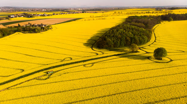 istock A warm day in the countryside. Yellow rape field at sunset 1410324617