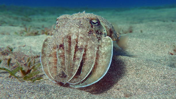 Sepia pharaonis. Sepia pharaonis. Mollusks, type of Mollusk. Head-footed mollusks. Cuttlefish squad. Pharaoh cuttlefish. sepia pharaonis stock pictures, royalty-free photos & images