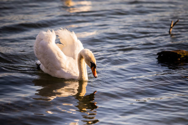 istock Beautiful summer morning with swans floating on the water 1410324783