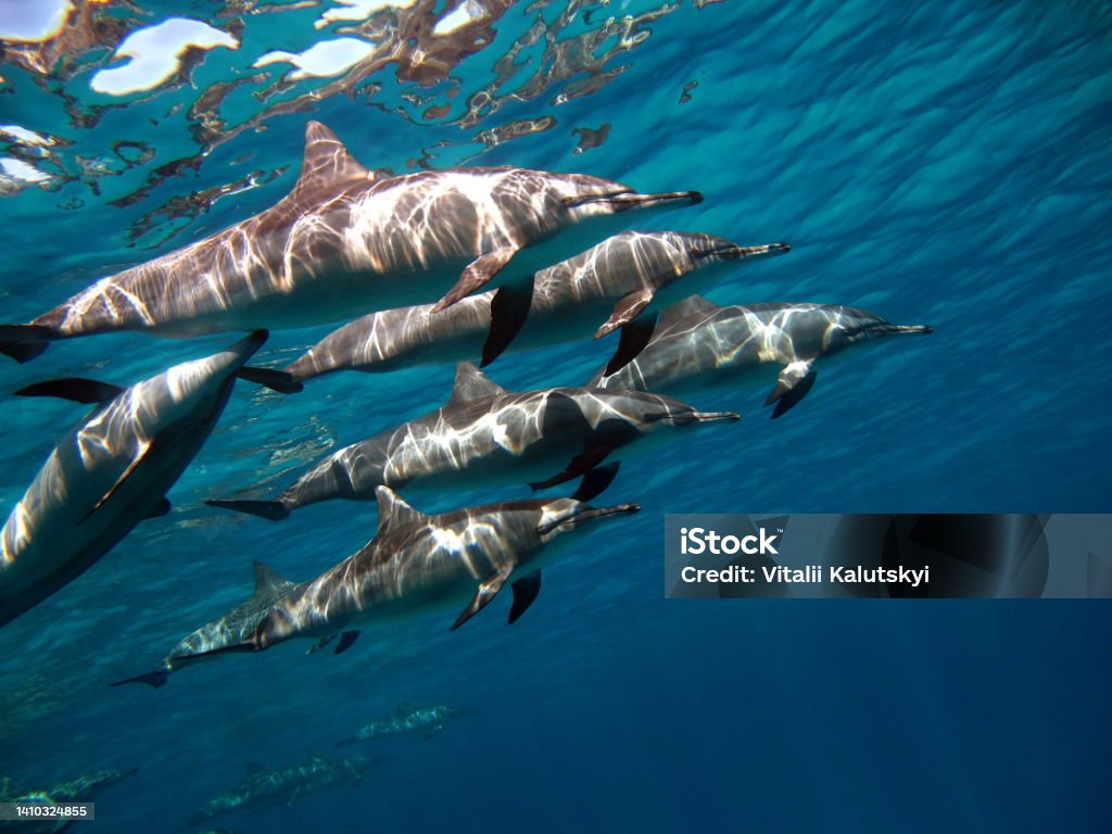 Spinner dolphin. Dolphins. Spinner dolphin. Stenella longirostris is a small dolphin that lives in tropical coastal waters around the world. Adventure Stock Photo