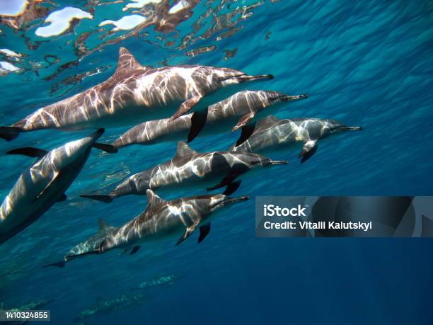 Spinner Dolphin Stock Photo - Download Image Now - Adventure, Animal, Animal Themes