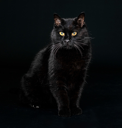 Beautiful black cat is sitting on a white background. Isolated on white.