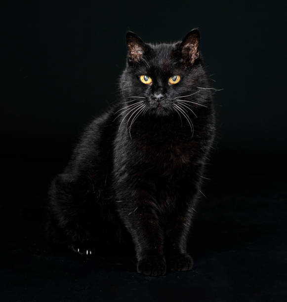 black cat in studio stock photo
