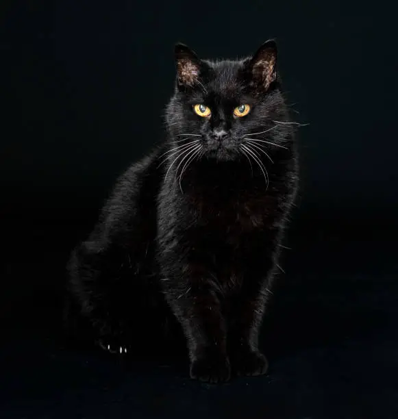 Photo of black cat in studio