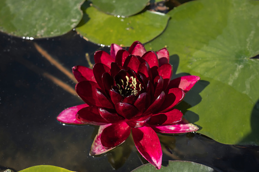 Red water lily in the lake