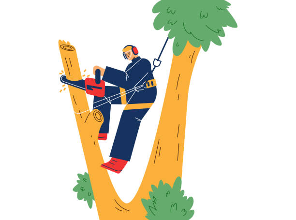 Gardener workman trimming huge trees flat cartoon vector illustration isolated. Gardener climber workman trimming huge trees flat cartoon vector illustration isolated on white background. Gardens and parks maintenance service, tree pruning. branch trimmers stock illustrations