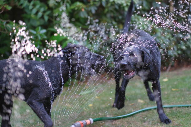 istock Two Dogs playing with a water Sprinkler 1410325567