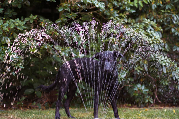 istock A Dogs plays with a water Sprinkler 1410325578