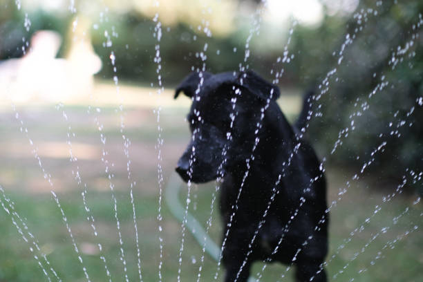 View in a Garden Where a dog plays