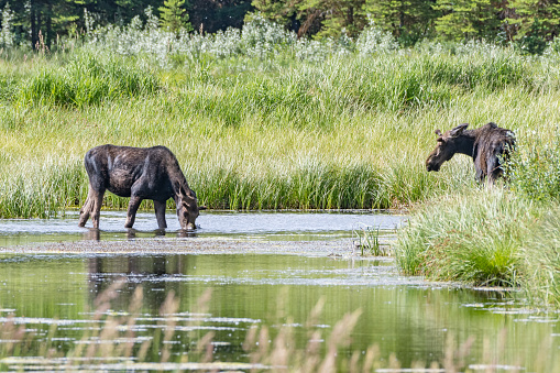 A pair of moose feeding in a pond in Grand Teton National Park, Wyoming.