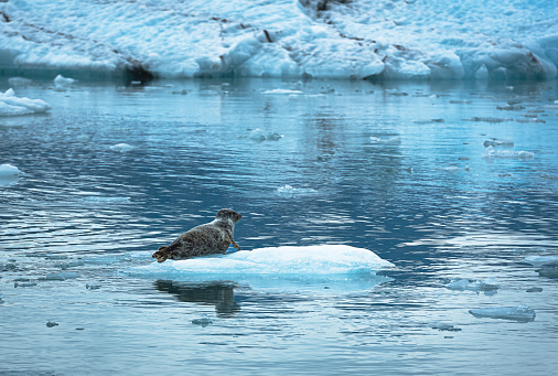 Harbor Seal haul out on ice floes near Columbia glaciers in Prince William Sound on the south coast of the U.S. state of Alaska.