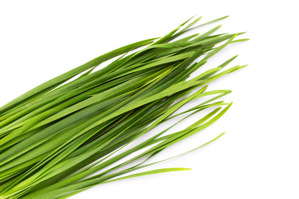 istock Fresh Chinese Chive leaves on white background. 1410326759