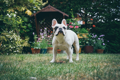 A Pied French Bulldog playing in the garden