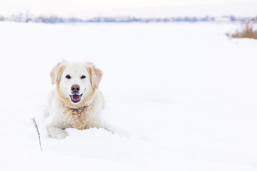 Large white beige labrador retriever dog in a winter landscape lies in the snow in a snowdrift. Portrait with copyspace. Looks into the camera