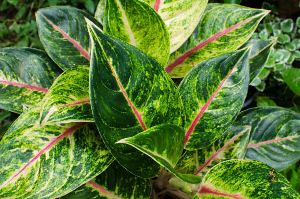 istock Aglaonemas in the garden 1410328837
