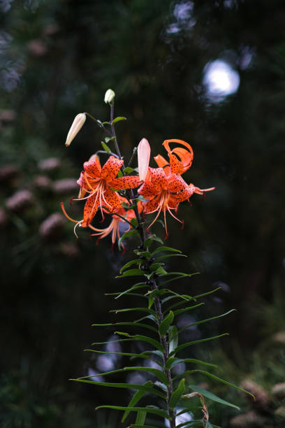 istock A tiger lily in a garden 1410328849